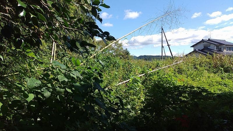 Weeding & Bamboo Rooting Work 1