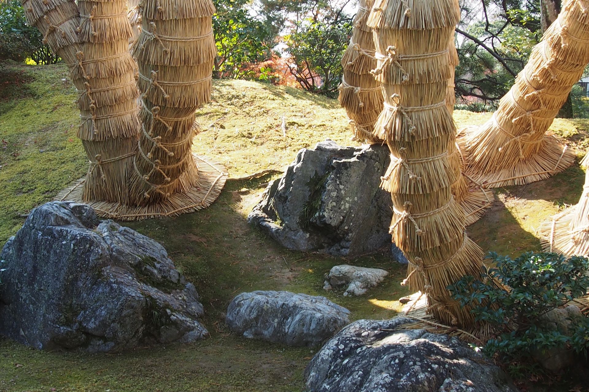 The winter-dressed Cycad at katsurarikyurikyu