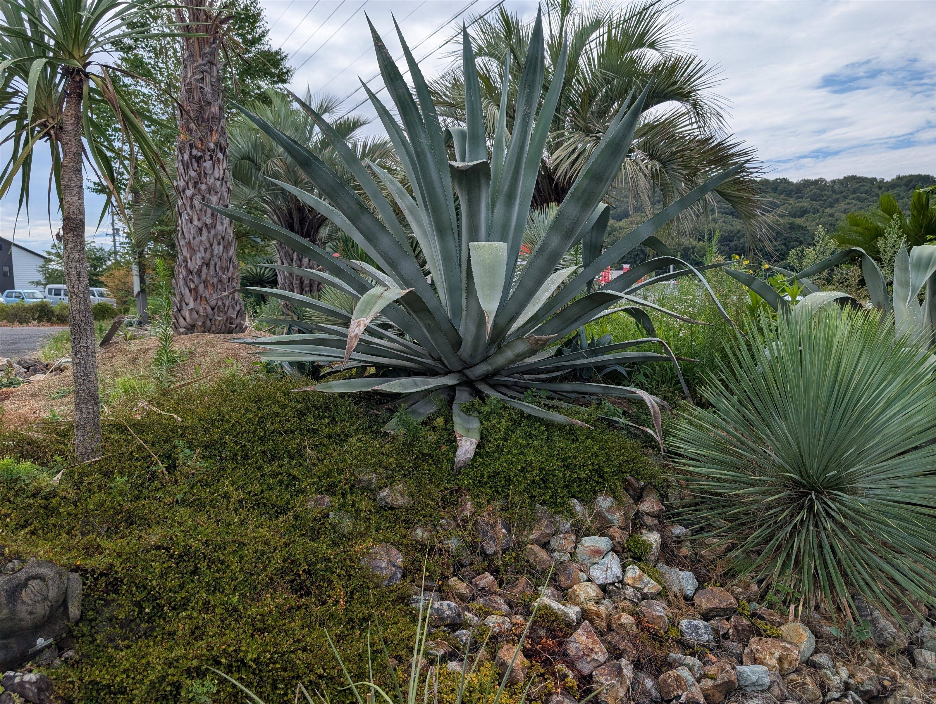 Wild dry garden combining dry-zone plants and massive stones