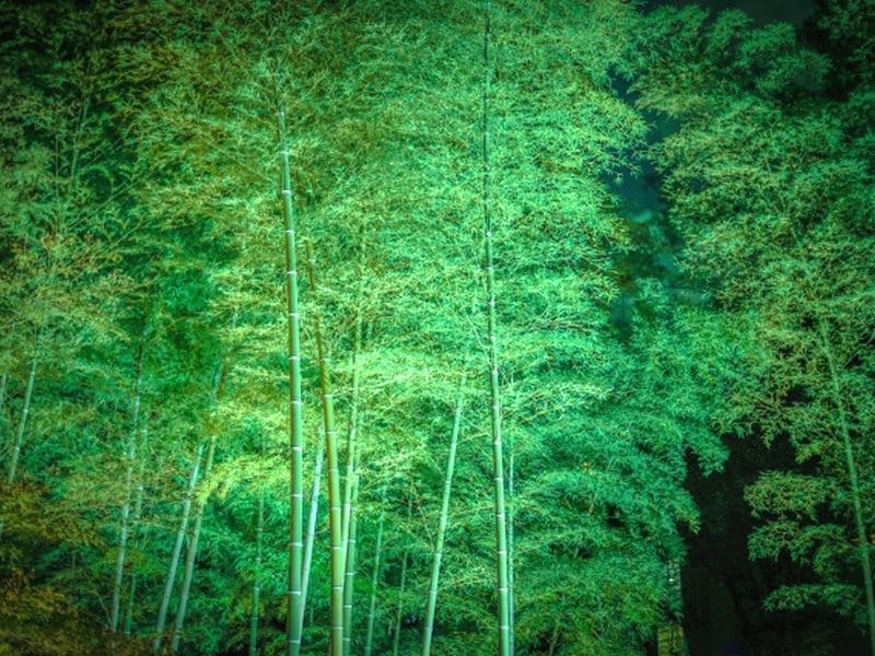 bamboo lit by lights at Jananese zen garden