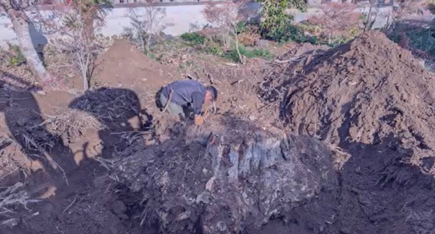 1月：乙津寺様・巨大根株の掘り上げ作業