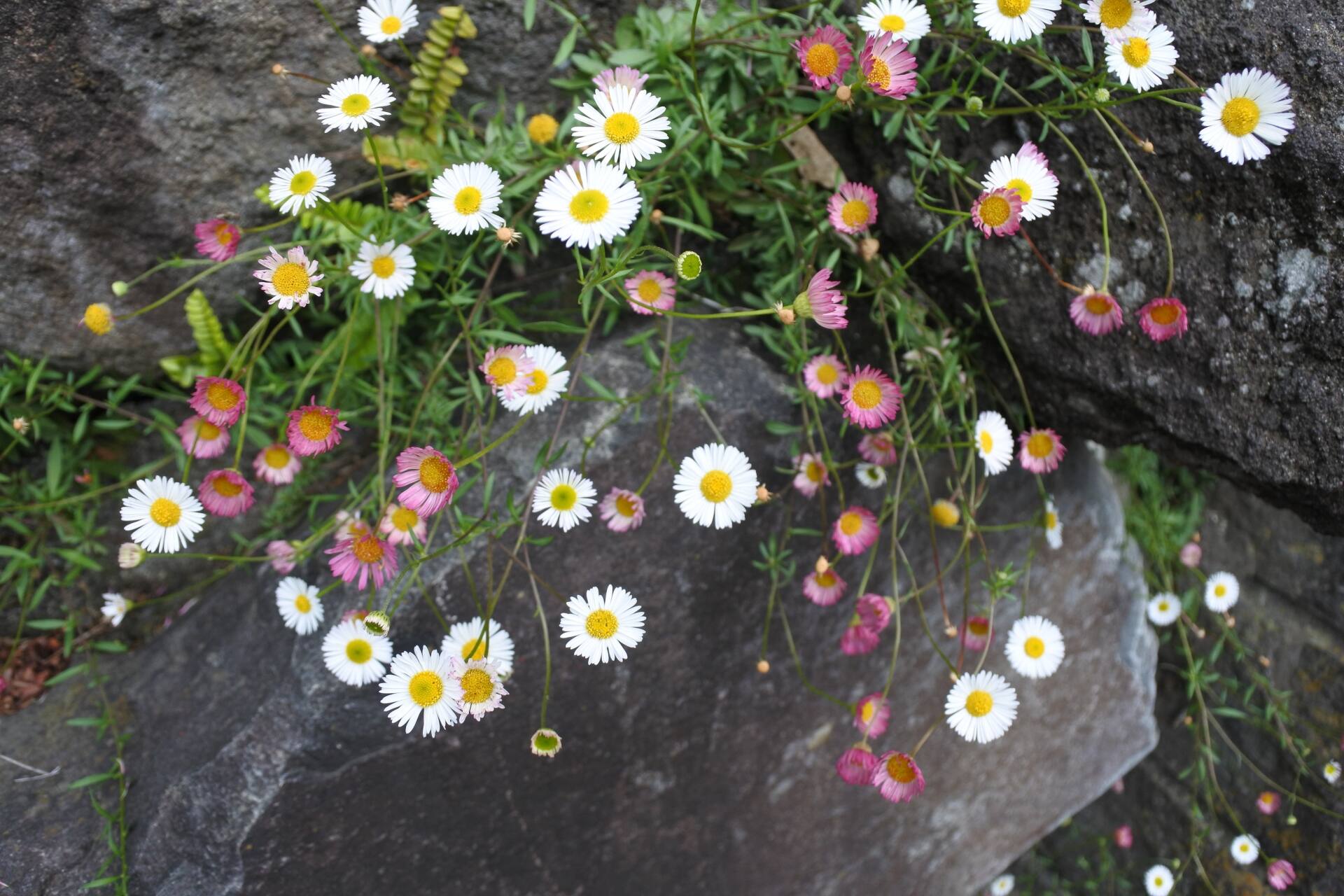 季節の花の色彩を引き立てる自然石を縁石に使ったナチュラルな花壇