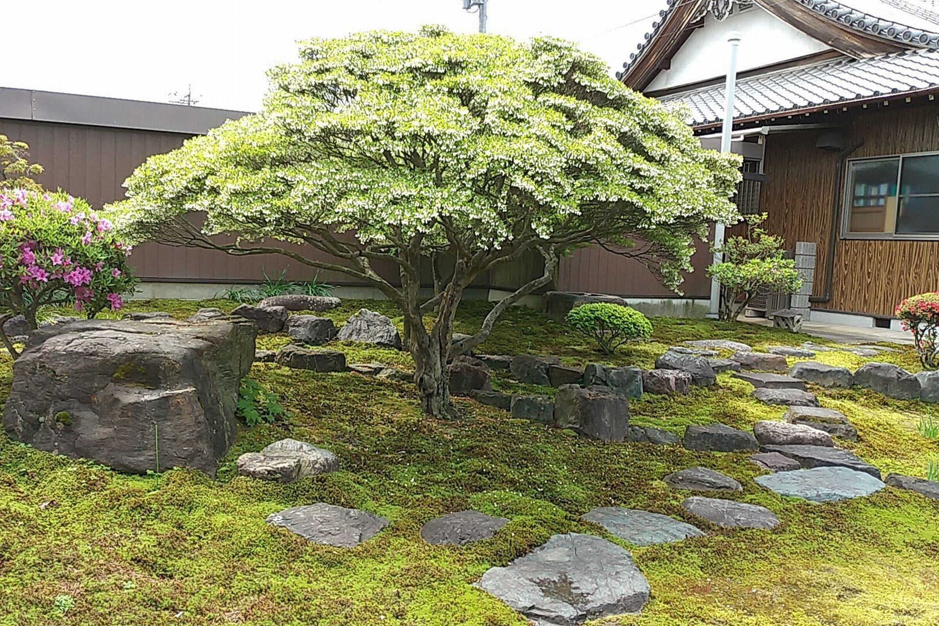 日本庭園の巨大ドウダンツツジ